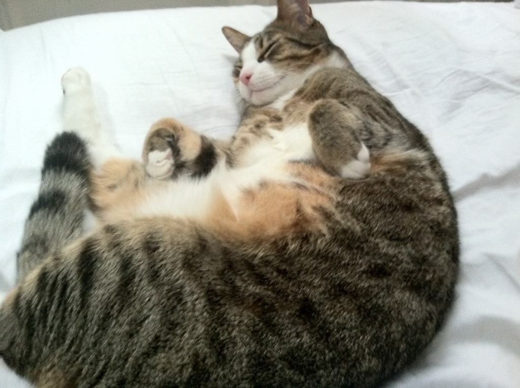 大型生态骑行挑战，绿色出行的运动倡导，绿色骑行,低碳人生